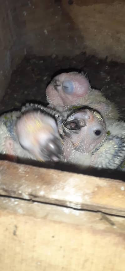 sunconoure chiks . 03081250912