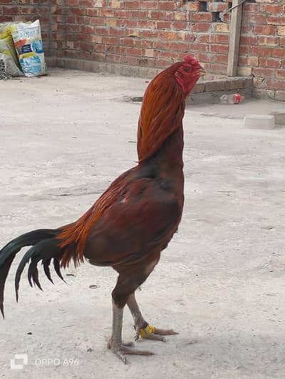 Vatnam breeder 03053391036 what's app