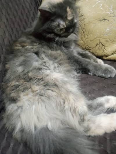 pregnant Persian female 03224799353