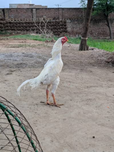 aseel shampoo chicks and eggs