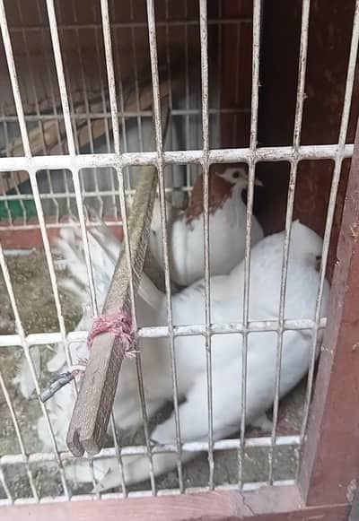 laka kabutar/ lakwa kabotar