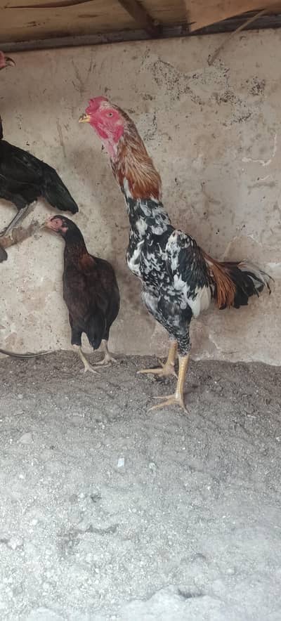 1 shamo murgha, 4 Thai murghian egg laying