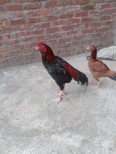 aseel pair for sale