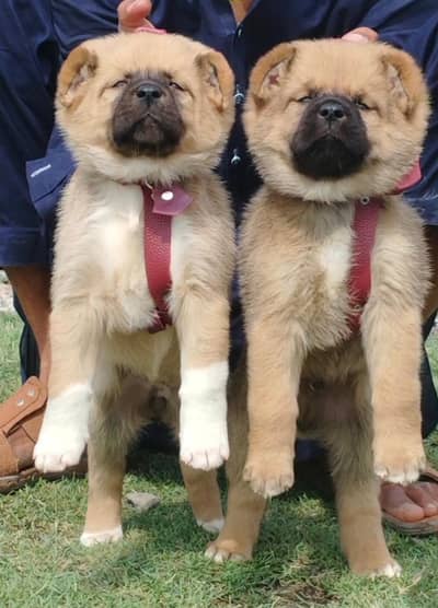 turkish kangal dog / afghan kochi pair / security dog for sale