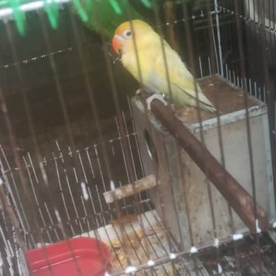 Love bird creamino 1 piece hai sirf male age nhi pata abhi bacha hai