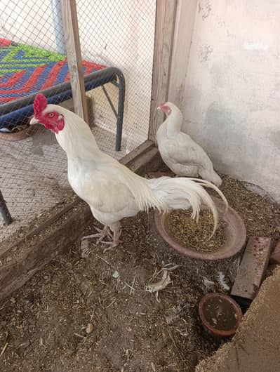 HEERA ASEEL BREEDER PAIR FOR SELL
