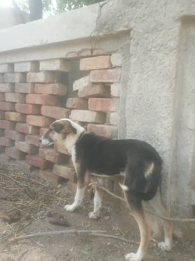 Shekari Dog Available