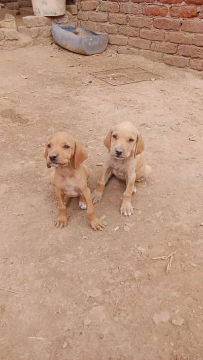 pointer femail dog papie