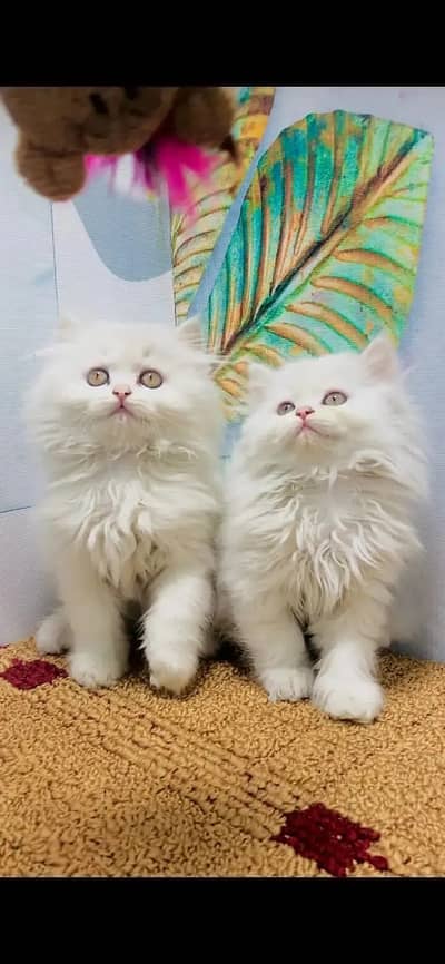 persian gery kittens|quality punch face|fluffy cat|triple coated|white