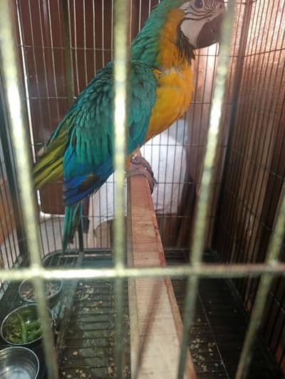 blue and gold macaw