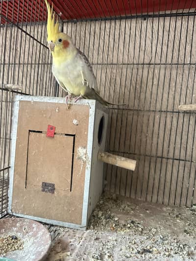 Pied cockatiel singing male