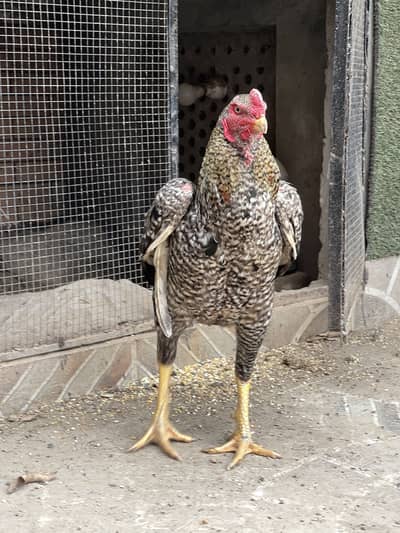 Coco shamo aseel cross excellent size and cage