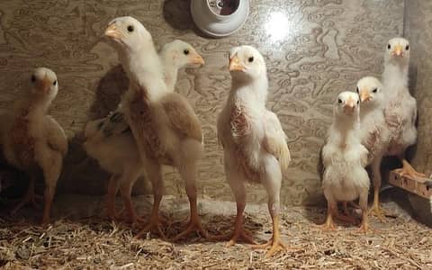 Quality White O Shamo Chicks