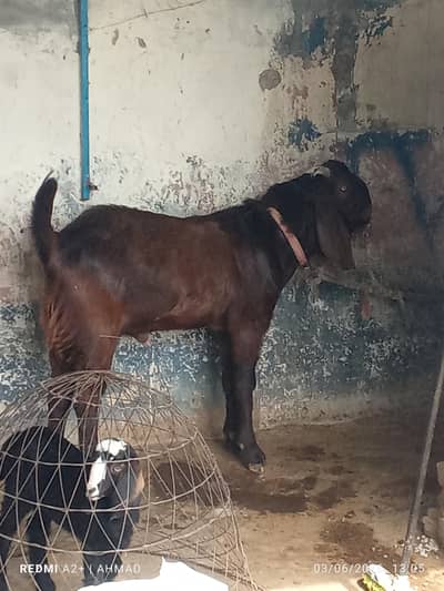 nagra bade kanon mein