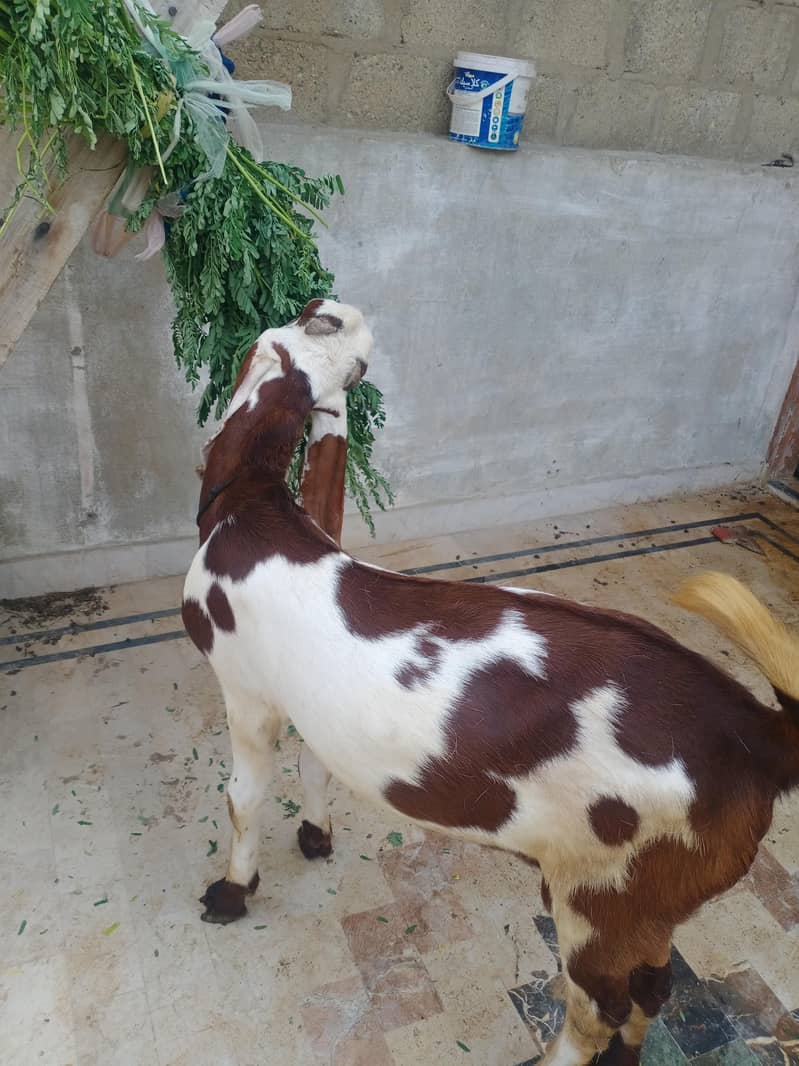 bakra 1