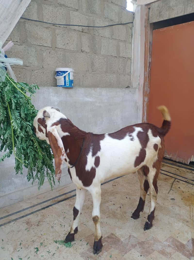 bakra 2