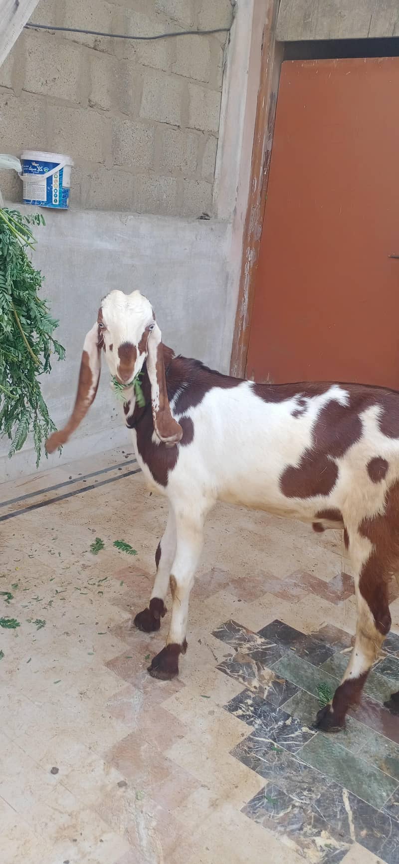 bakra 3