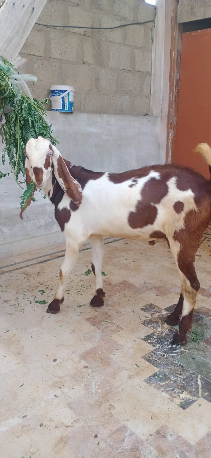 bakra 4