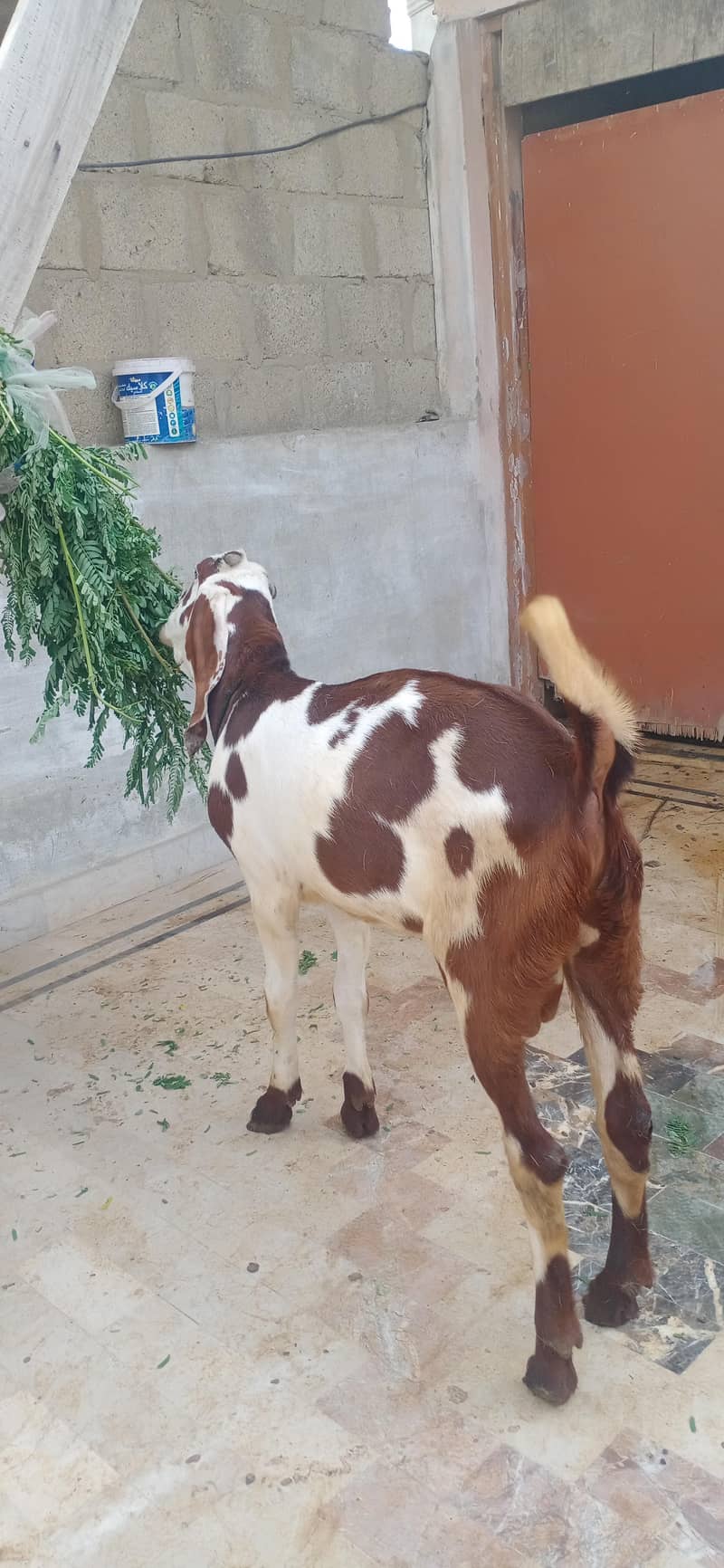 bakra 5