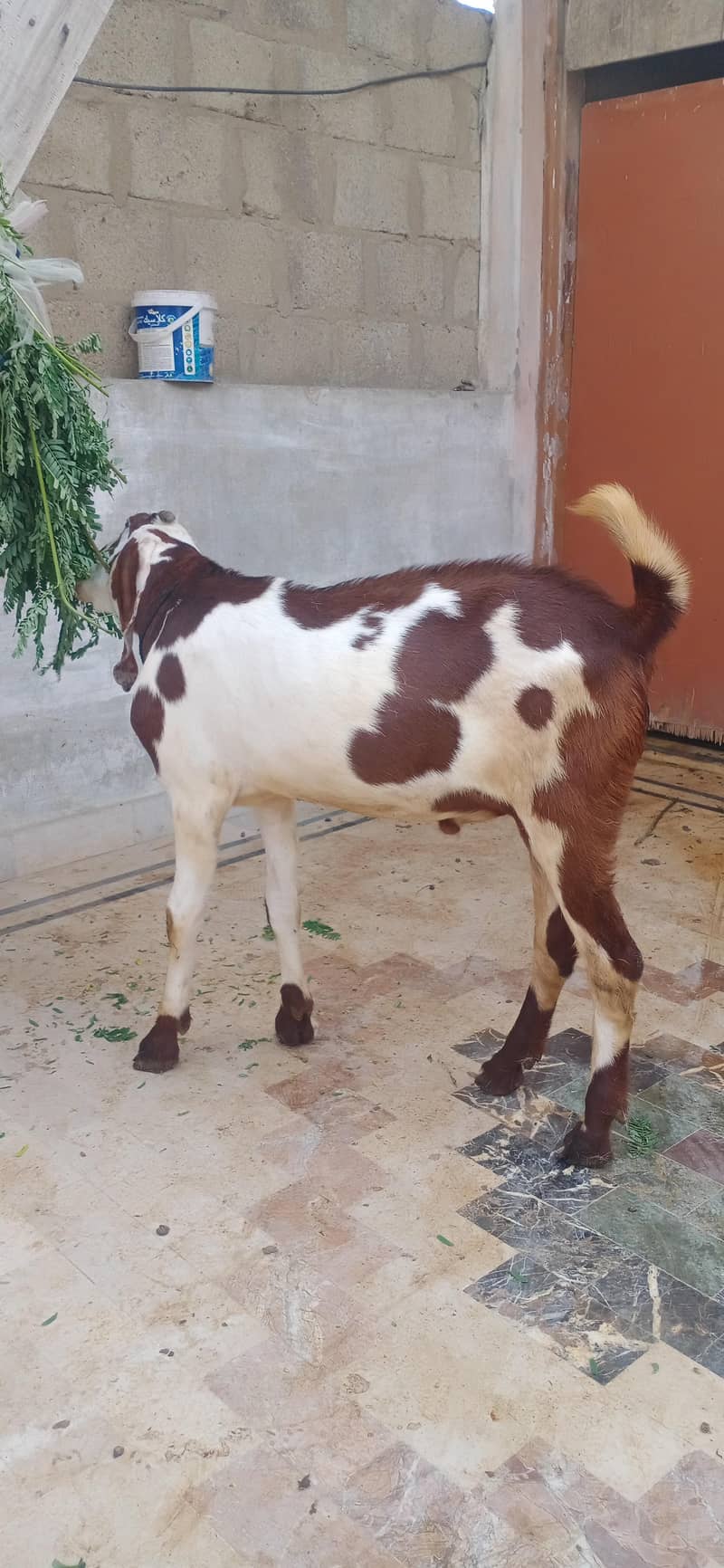 bakra 7