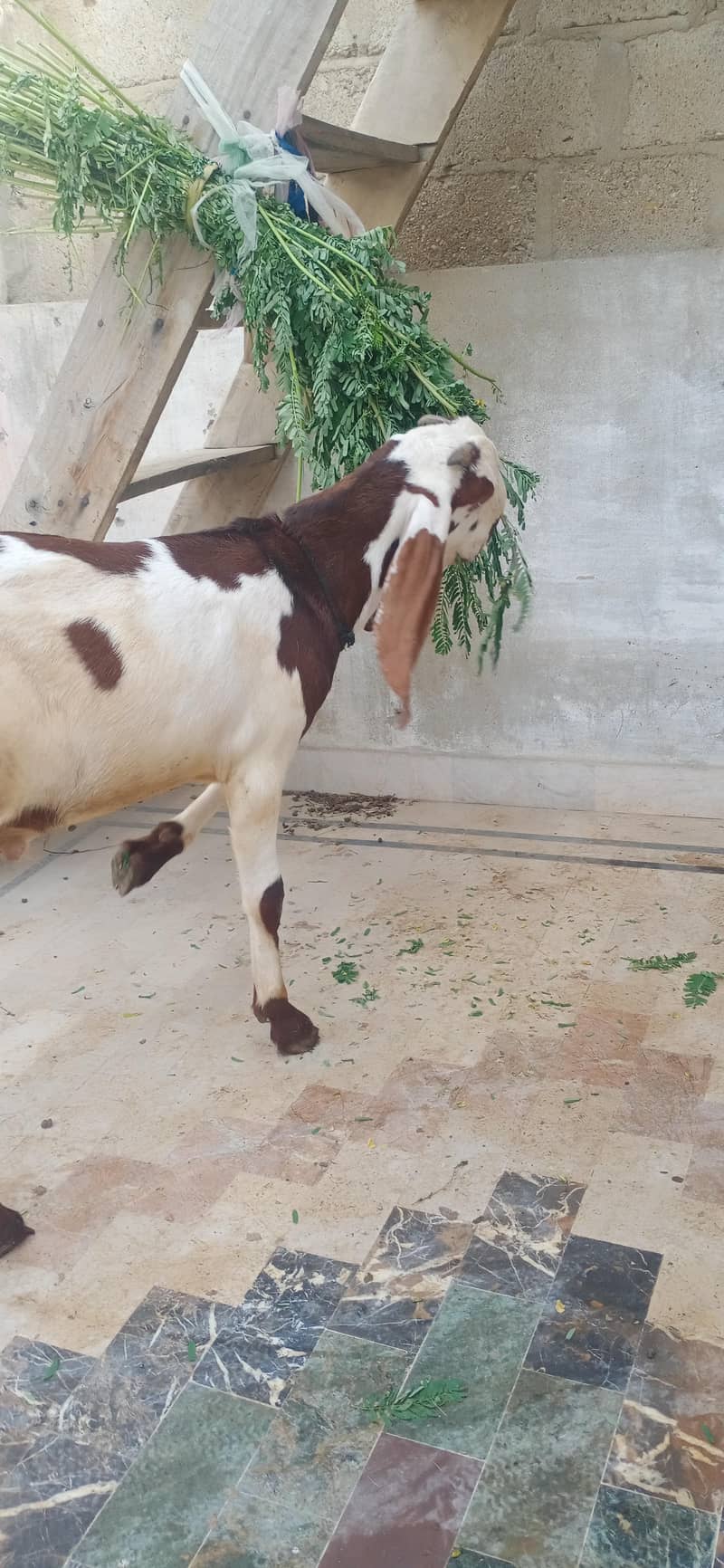 bakra 8
