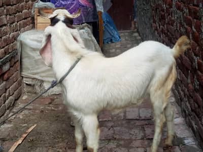 pure Desi Bakra Ghr ka Pala howa