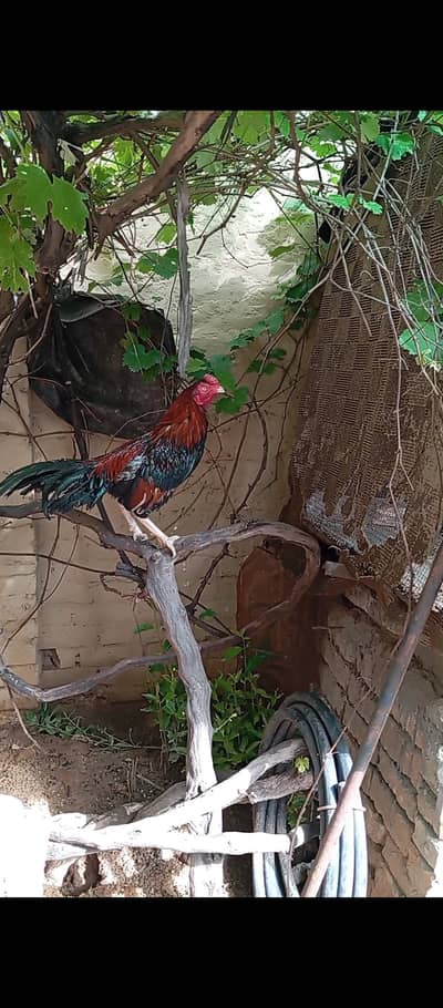 aseel murga/amroha aseel /amroha. lakha