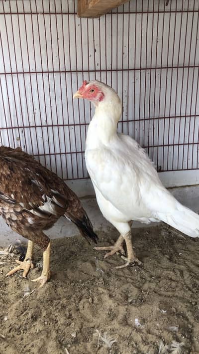 herra assel female high quality or lasani madi