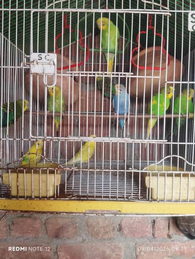 Australian bajri parrots