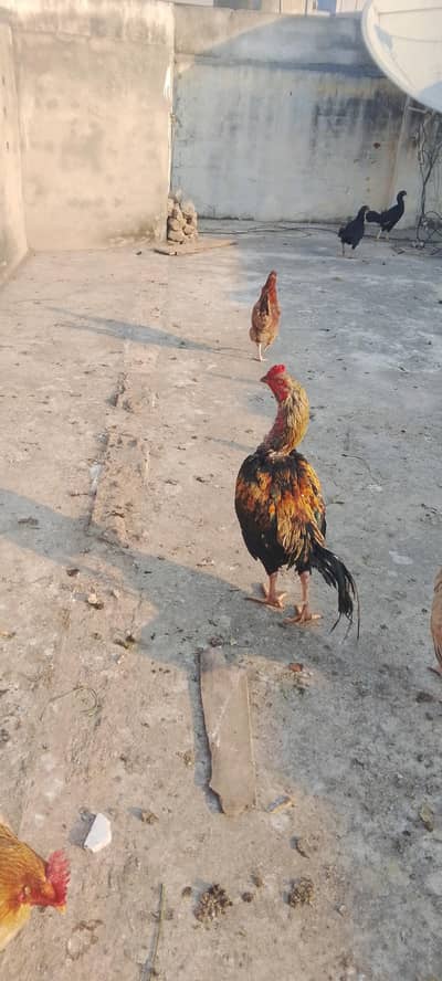 aseel murgha for sale healthy and active