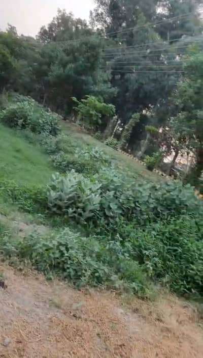 350 KANAL AGRICULTURAL LAND FAR SALE IN MAIN JATI UMRA ROAD