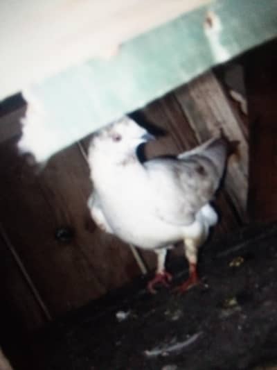 Gola Kabotar Lakka Kabotar Fancy design