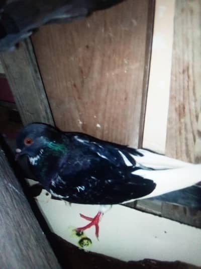 Gola Kabotar Lakka Kabotar Fancy design