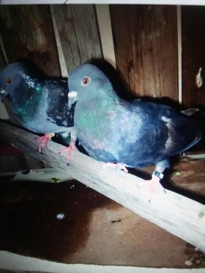 Gola Kabotar Lakka Kabotar Fancy design