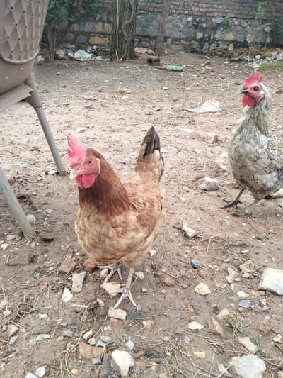 suba egg date ha  or suba Desi food dalta ho urgent sale krne ha