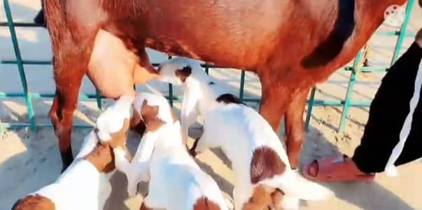 Desi Beatle bakri 3 bacchon wali whtsp 0310,,2729,,869