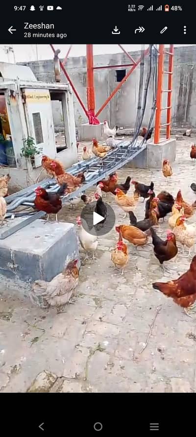 100 pieces egg laying hens for sale .