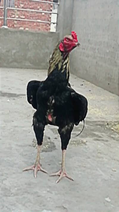 یا اللہ یا حسین ان کسانوں پر رحم فرما 