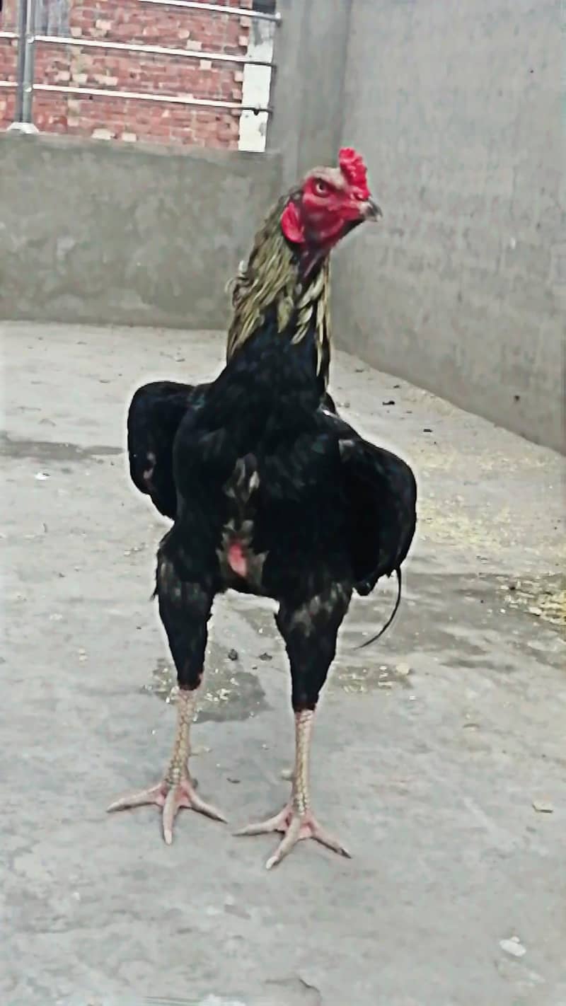 یا اللہ یا حسین ان کسانوں پر رحم فرما 0