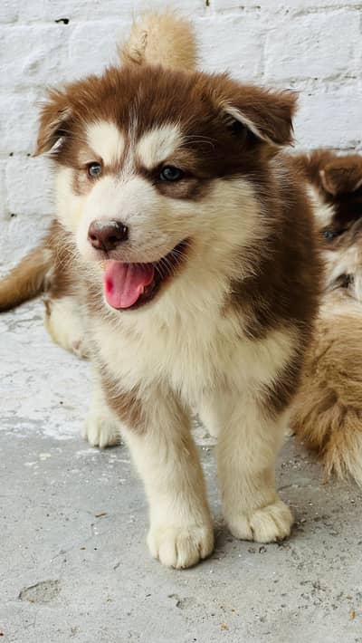 Siberian Husky Wolly Coat Puppy Available