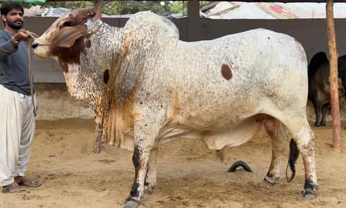 CHOLISTANI CHEENA 4 DAANT FRESH