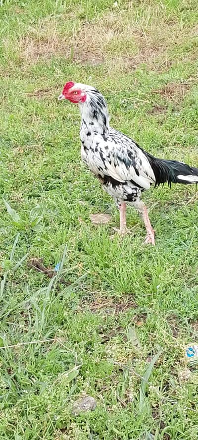 Cheena whtsap 333.78. 7,5738