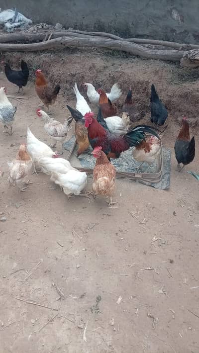 Golden misri | hen | گولڈن مصری | misri  pathiyan | andhay wali murghi