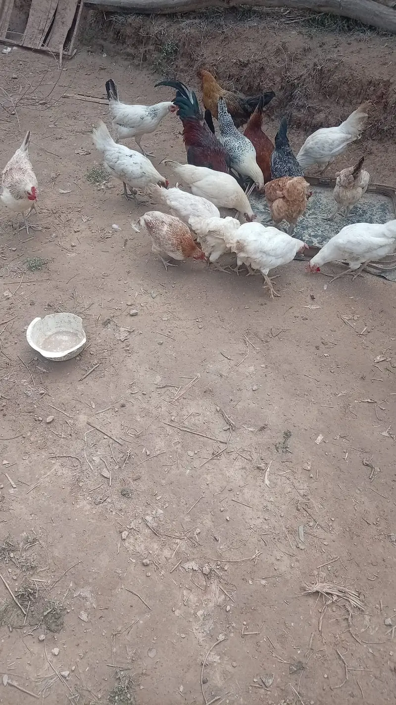 Golden misri | hen | گولڈن مصری | misri  pathiyan | andhay wali murghi — photo 2