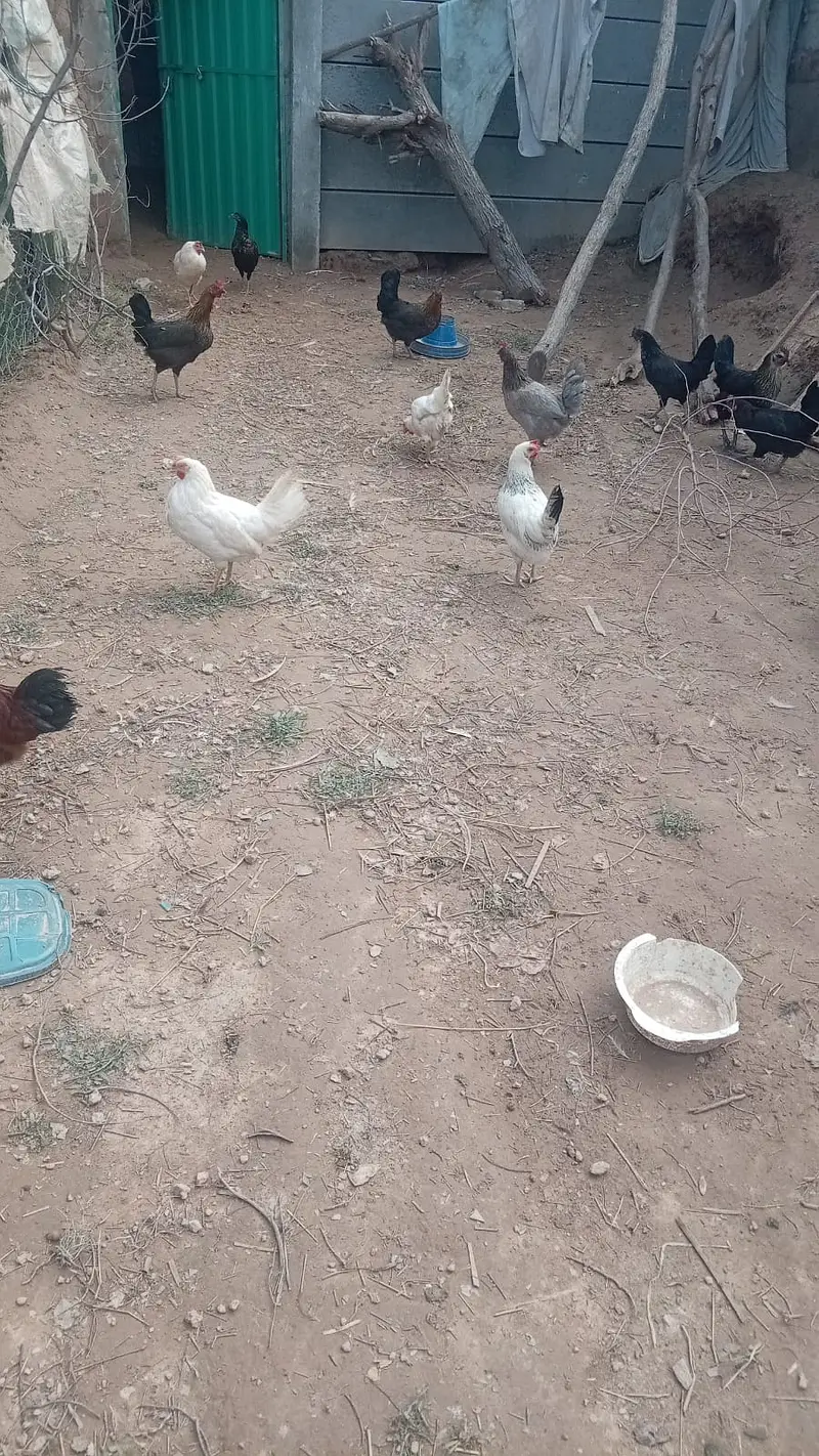 Golden misri | hen | گولڈن مصری | misri  pathiyan | andhay wali murghi — photo 3