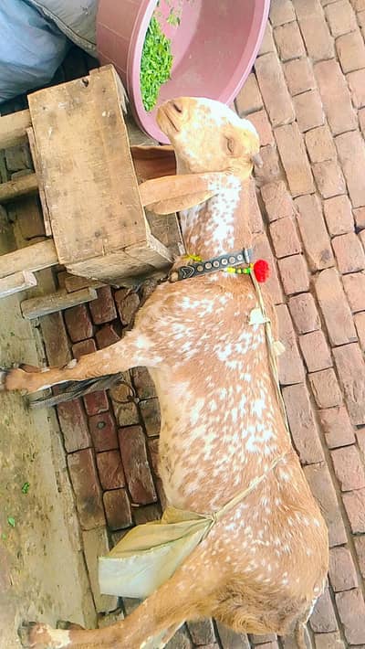 مکی چینی بکری