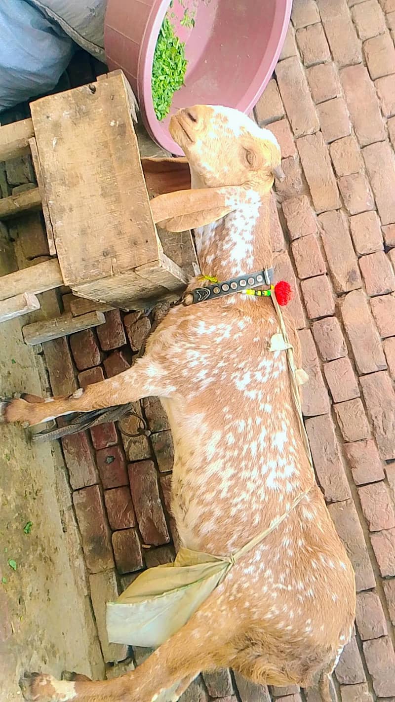 مکی چینی بکری 0