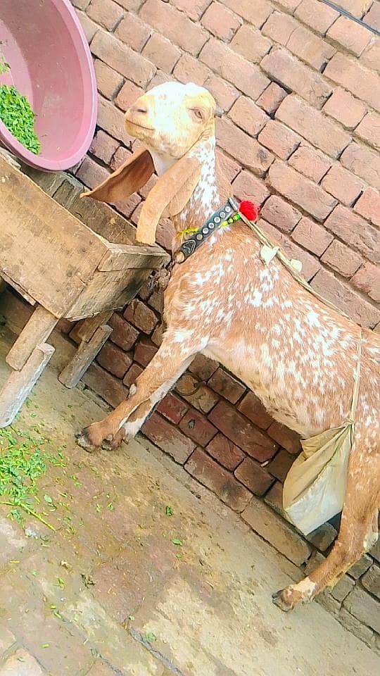 مکی چینی بکری 1