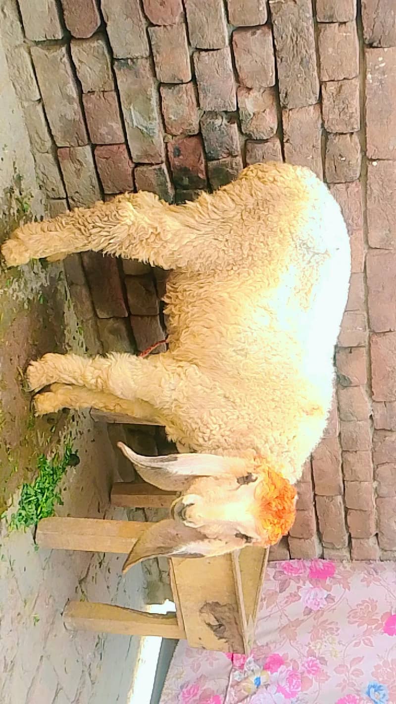 مکی چینی بکری 2