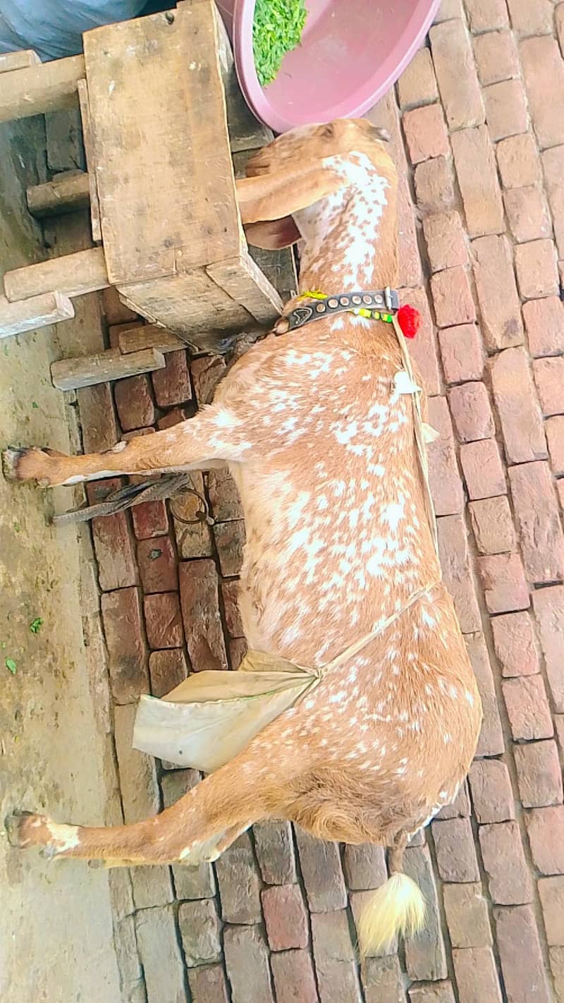 مکی چینی بکری 3